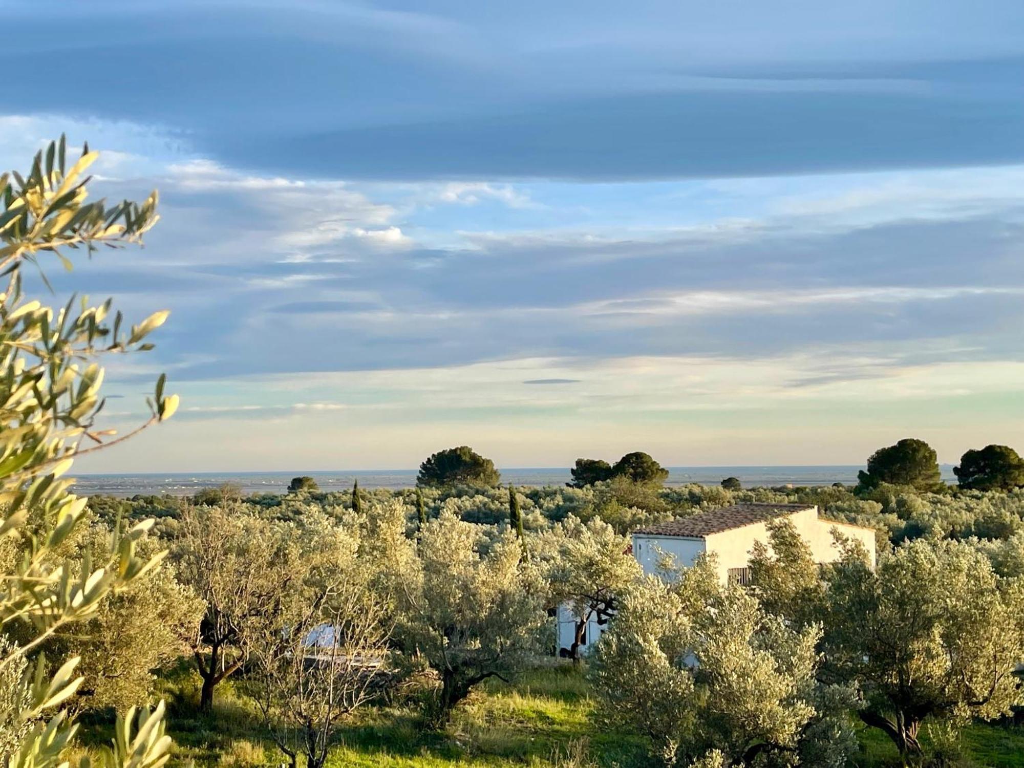 Can Mimosa Tortosa Dış mekan fotoğraf