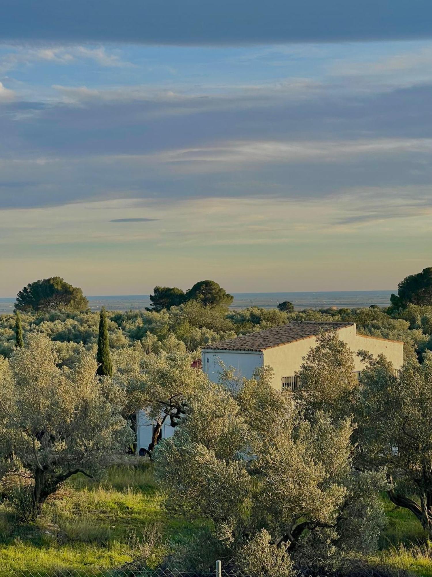 Can Mimosa Tortosa Dış mekan fotoğraf