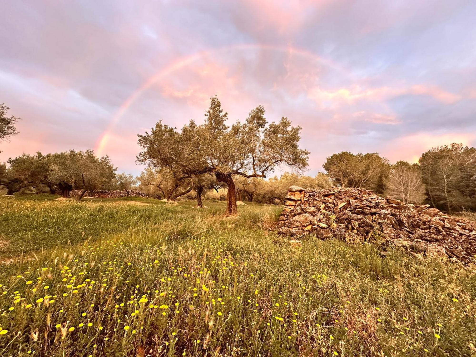 Can Mimosa Tortosa Dış mekan fotoğraf